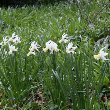 Narcissus Lemon Drops - Triandrus-narcis