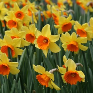 Narcissus Loveday - Grootkronige narcis