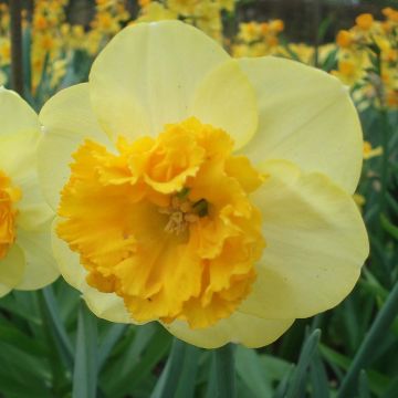 Narcissus Modern Art - Grootkronige narcis