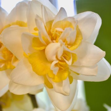Narcissus Peach Cobbler - Dubbele narcis