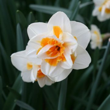 Narcissus Peach Swirl - Dubbele narcis