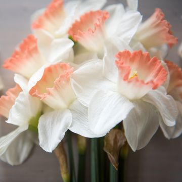 Narcissus Pink Charm - Grootkronige narcis