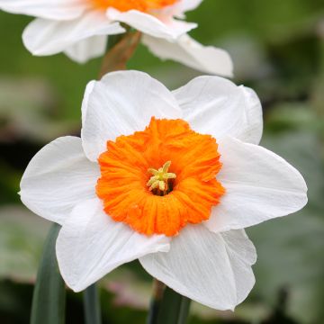 Narcissus Professor Einstein - Grootkronige narcis