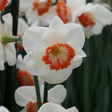 Narcissus Ring of Fire - Grootkronige narcis