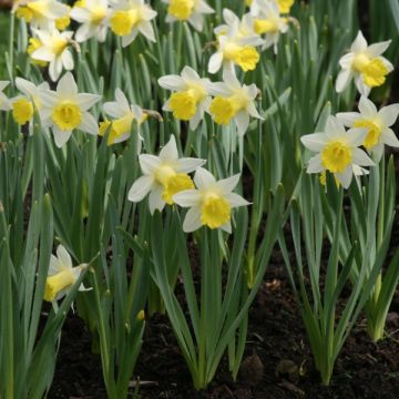 Narcissus Topolino - Tazetta narcis