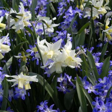 Narcissus cyclamineus Toto - Cyclamen-narcis