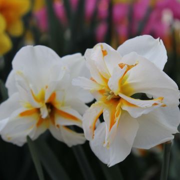 Narcissus Trepolo - Spleetkronige narcis