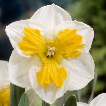 Narcissus Tricollet - Spleetkronige narcis