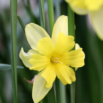 Narcissus tripartite - Spleetkronige narcis