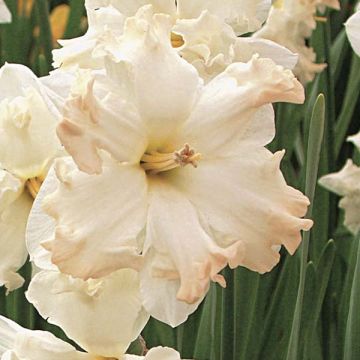 Narcissus Walz - Spleetkronige narcis