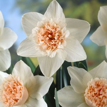 Narcissus Petit Four - Dubbele narcis