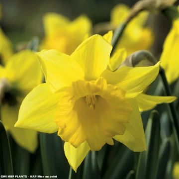 Narcissus Early Sensation - Trompetnarcis