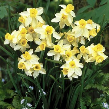 Narcissus Sailboat - Jonquilla-narcis