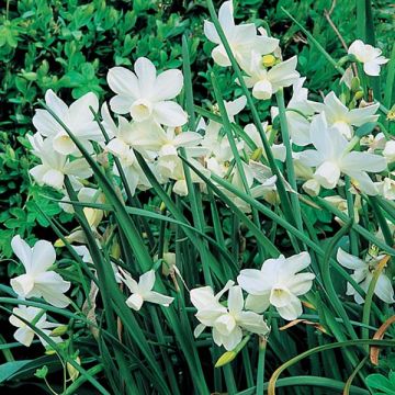 Narcissus Petrel - Triandrus-narcis