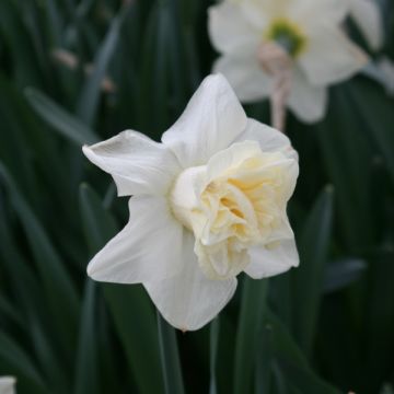 Narcissus Popeye - Dubbele narcis