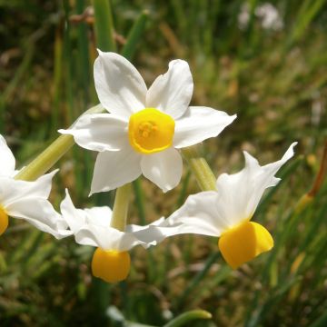 Narcissus tazetta Canaliculatus - Tazetta-narcis
