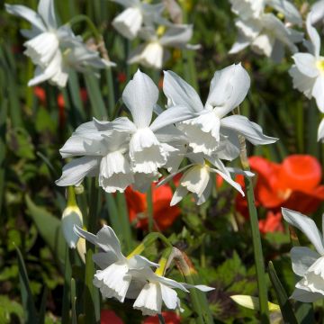 Narcissus Thalia - Triandrus-narcis