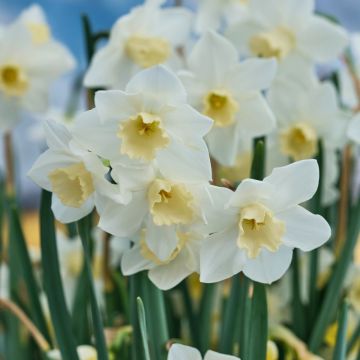 Narcissus Hillstar - Jonquilla-narcis