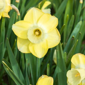 Narcissus Sabatini - Trompetnarcis