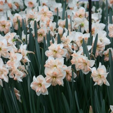 Narcissus Girl Power - Jonquilla-narcis