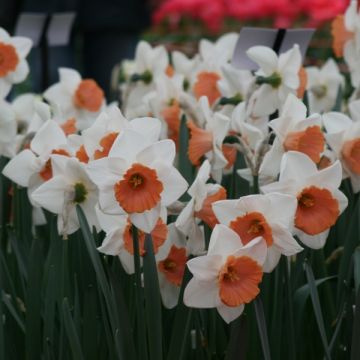 Narcissus Sophie Girl - Grootkronige narcis