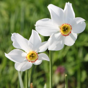 Narcissus poeticus recurvus - Dichtersnarcis