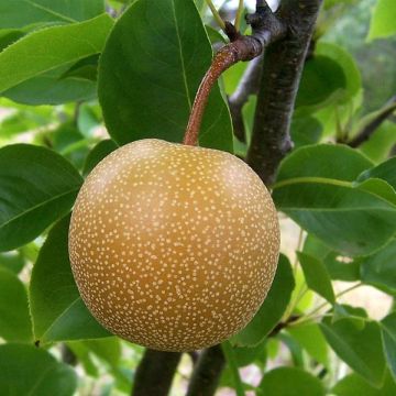 Nashipeer Shinseiki - Pyrus pyrifolia BIO