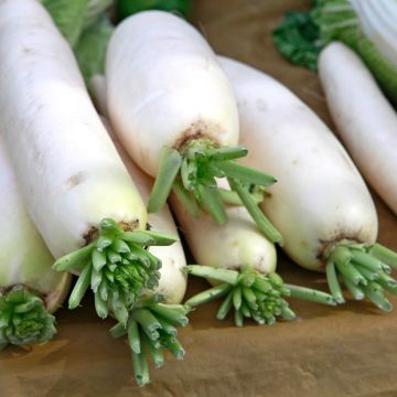 Knolraap 1/2 Lange van Croissy