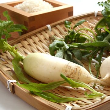 Raap Witte harde winter