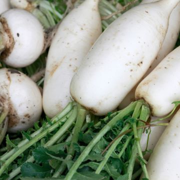 Knolraap Witte harde winter - Vilmorin