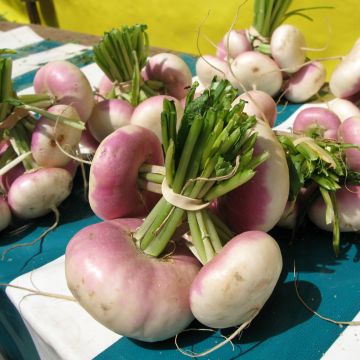 Knolraap Extra vroege rode BIO - Vilmorin