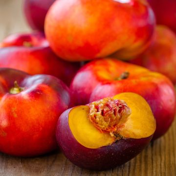 Platte nectarine met geel vruchtvlees BIO