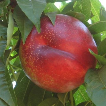 Nectarine Flavor Gold