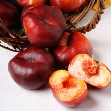 Platte nectarine Mesembrine Georges Delbard