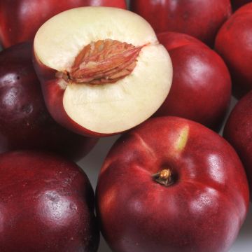 Nectarine Olympio Georges Delbard