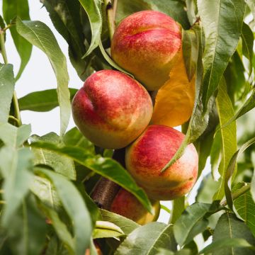 Nectarine Flavor Top