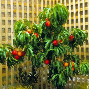 Dwergnectarine Necta Zee