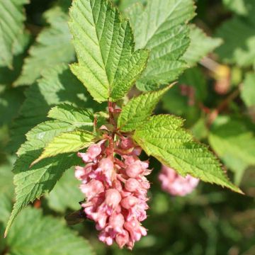 Neillia affinis - Trosspirea