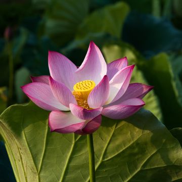 Nelumbo Chawan Basu - Indische lotus