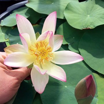 Nelumbo Guifei Zuijiu - Indische lotus
