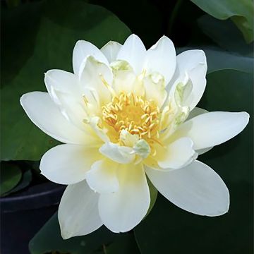 Nelumbo Jin Hehuan - Indische lotus