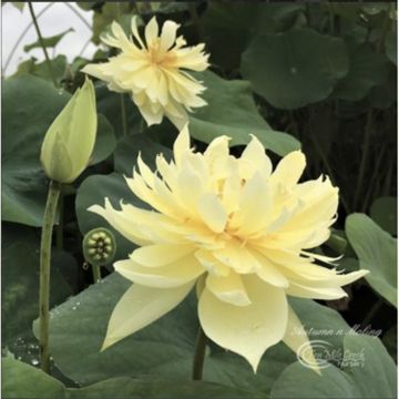 Nelumbo Moling Qiuse - Indische lotus