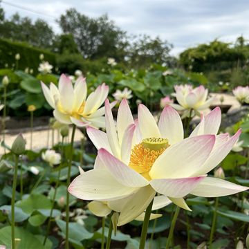 Nelumbo Tricolore - Indische lotus