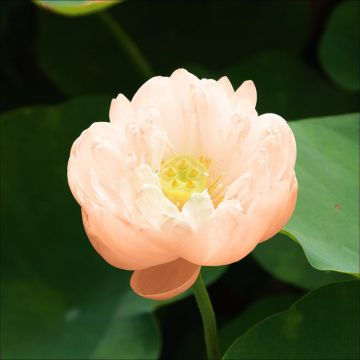 Nelumbo Pygmaea Cream - Indische lotus
