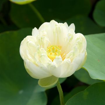Nelumbo Pygmaea Wit - Indische lotus
