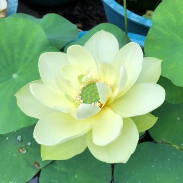 Nelumbo Pygmaea Yellow - Indische lotus