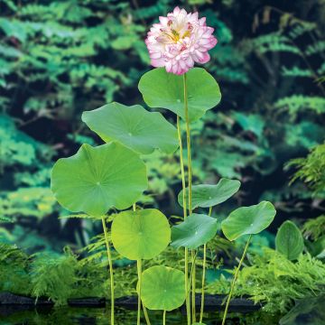 Nelumbo nucifera Roze - Indische lotus