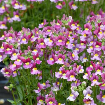 Nemesia Fairy Kisses Boysenberry - Elfenspiegel