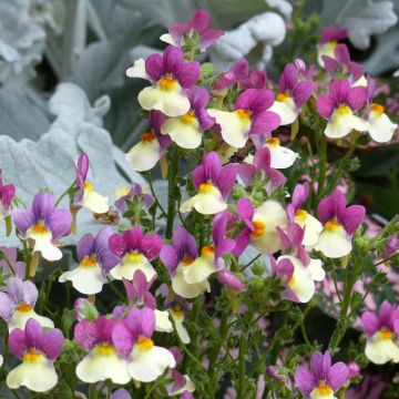 Nemesia Fairy Kisses Vanilla Berry - Elfenspiegel