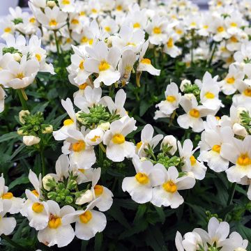 Nemesia Honey White - Elfenspiegel